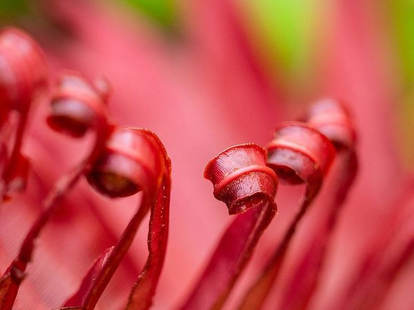 Fiji-Taveuni Island Close-up of a red-tipped Fern